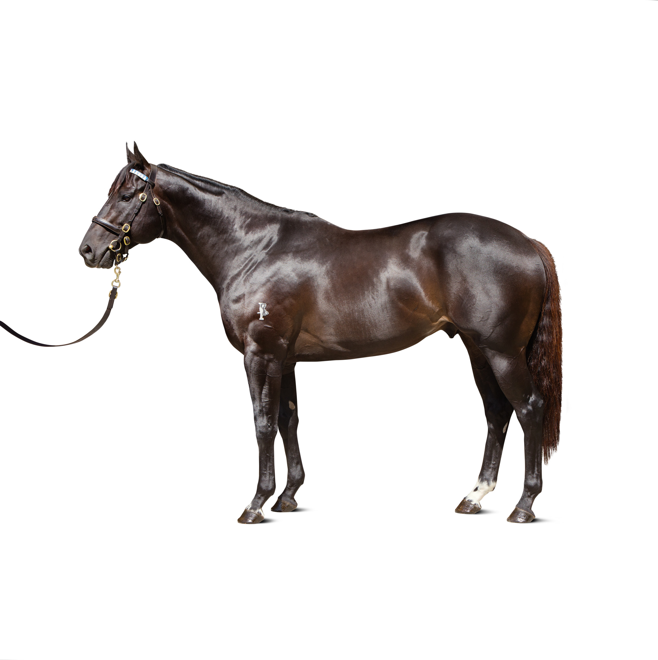 https://www.stallions.com.au/wp-content/uploads/2019/09/BRAZEN-BEAU_28_11_15_cn_0119-rte.jpg