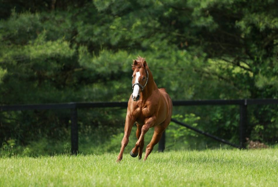 https://www.stallions.com.au/wp-content/uploads/2019/09/Justify-paddock-web-950x640.jpg