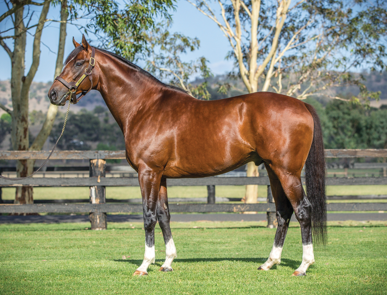 https://www.stallions.com.au/wp-content/uploads/2019/09/Maurice_2018-web.jpg