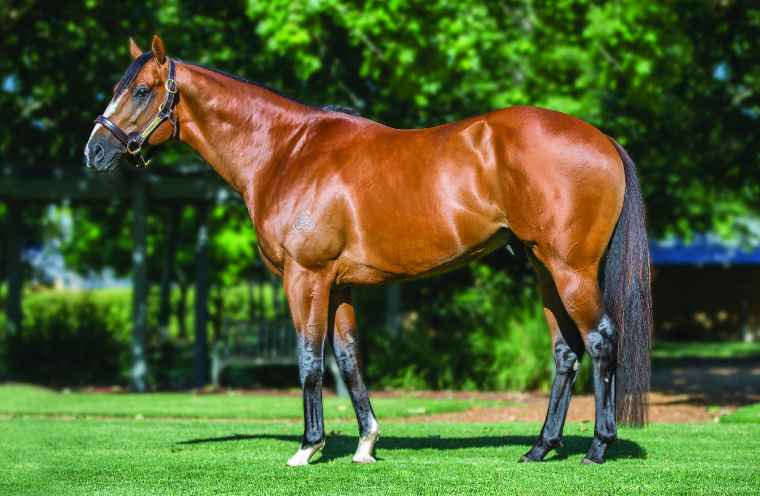 Dual champion sire SNITZEL (Redoute's Choice - Snippets' Lass) with Arrowfield Stallion Manager Joe Hickey.  Photo by Bronwen Healy.  The Image is Everything - Bronwen Healy Photography.