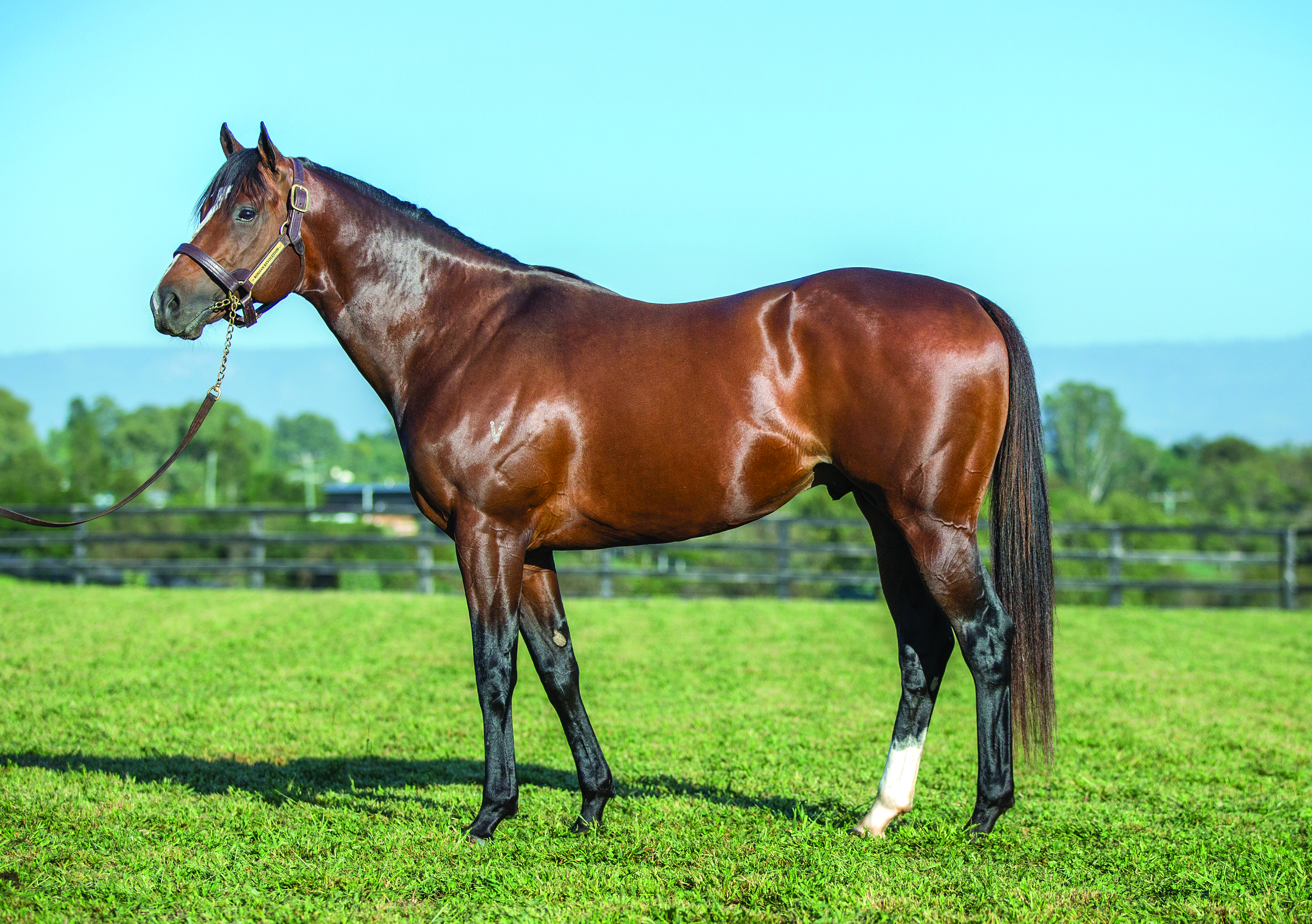 Oscar's Shadow Thoroughbred Horse Profile - Next Race, Form, Stats, News,  Breeding