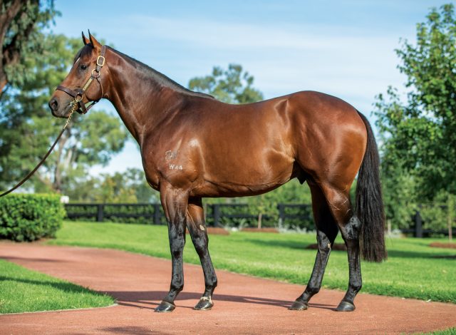 Winners mark a milestone for young sires