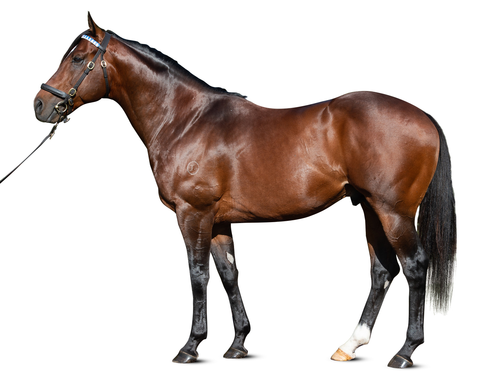 https://www.stallions.com.au/wp-content/uploads/2019/09/conf_Impending_KP_0279_thoroughbred_stallion.jpg