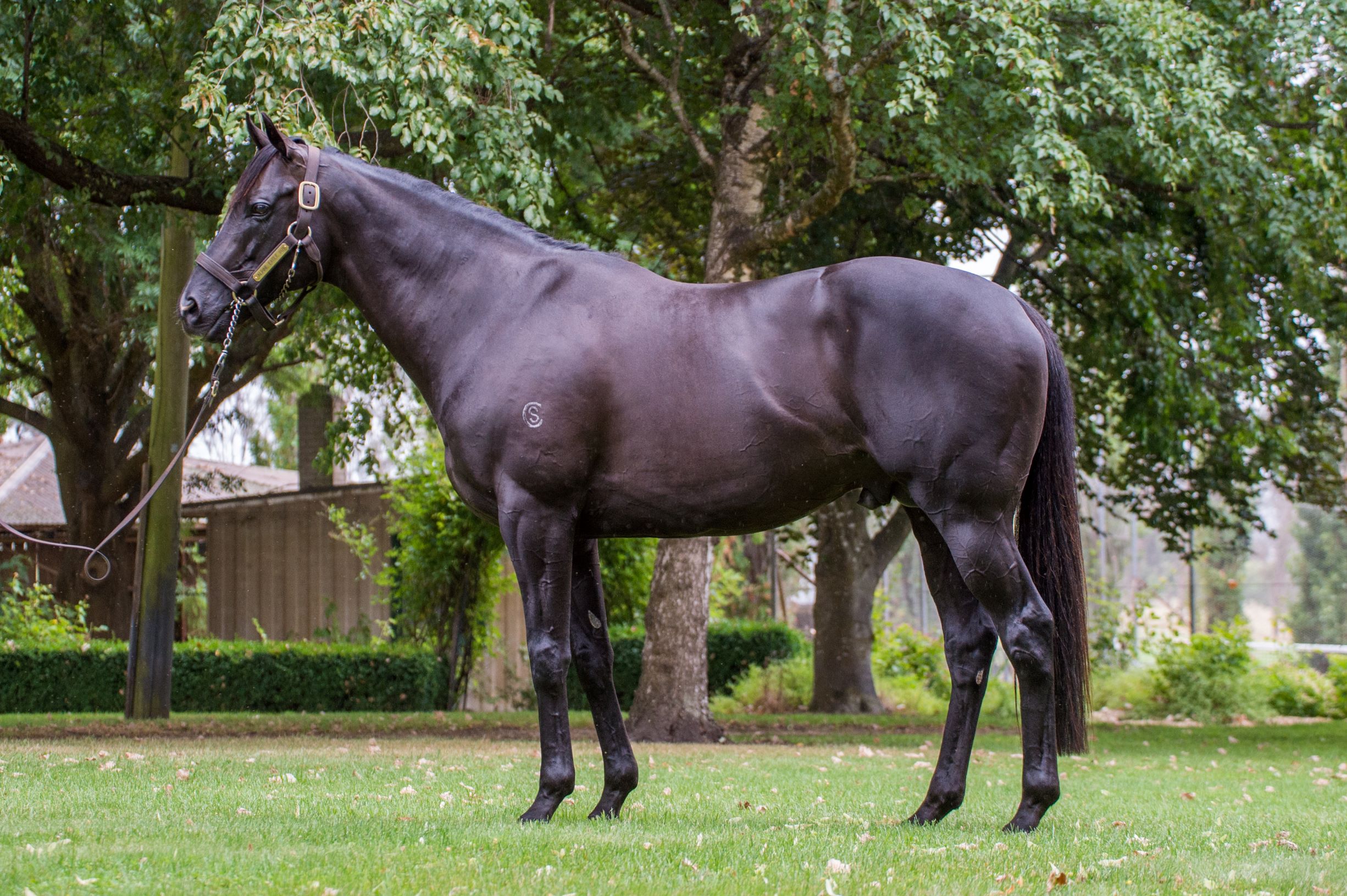 https://www.stallions.com.au/wp-content/uploads/2019/10/Armidale-Alpine-Eagle-Conformation_06-02-19-Sharon-Lee-Chapman_0588-4MP.jpg