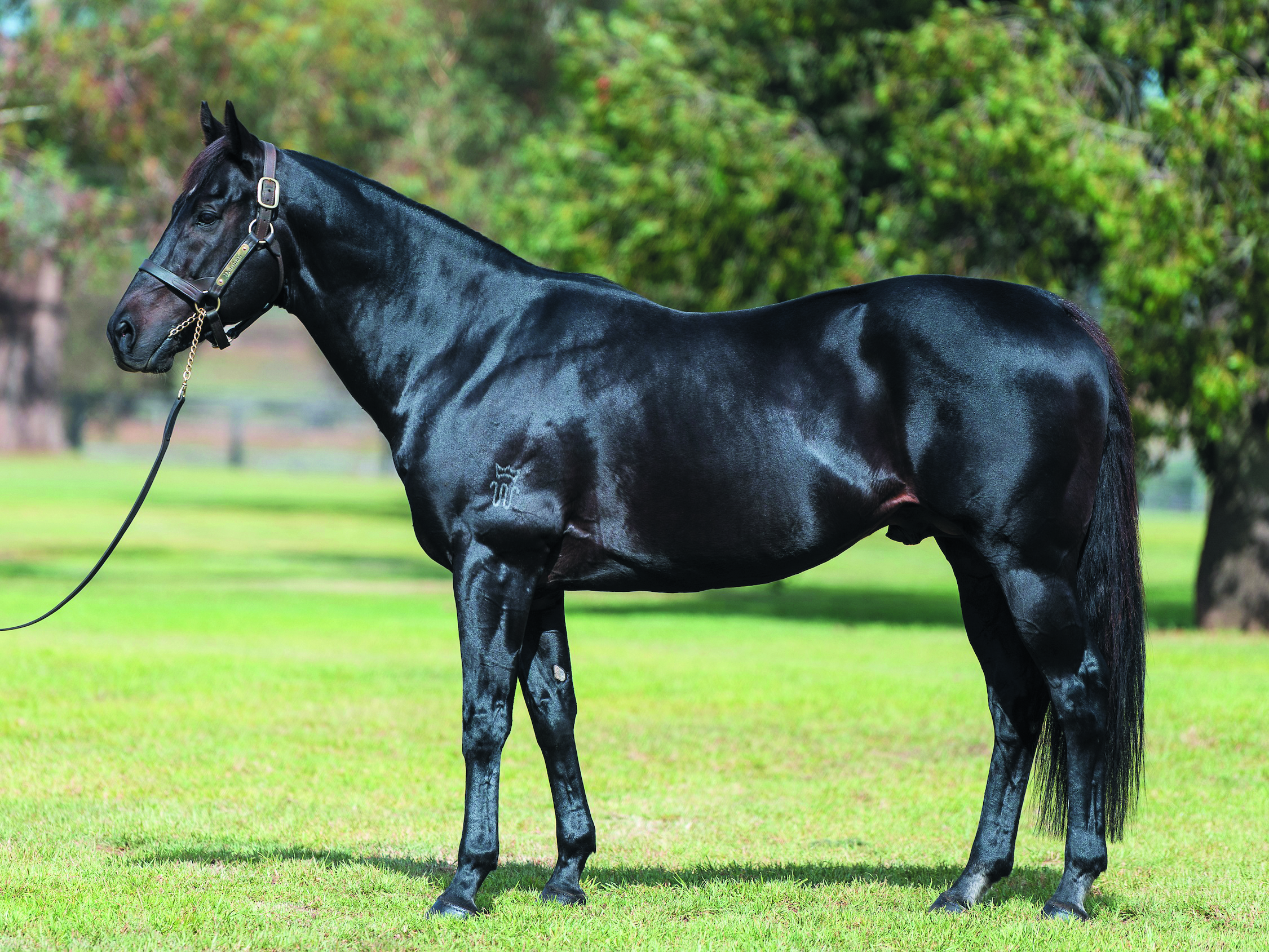 DENMAN (Lonhro x Peach) at Twin Hills Stud.  Photo by Bronwen Healy.  The Image is Everything - Bronwen Healy Photography.