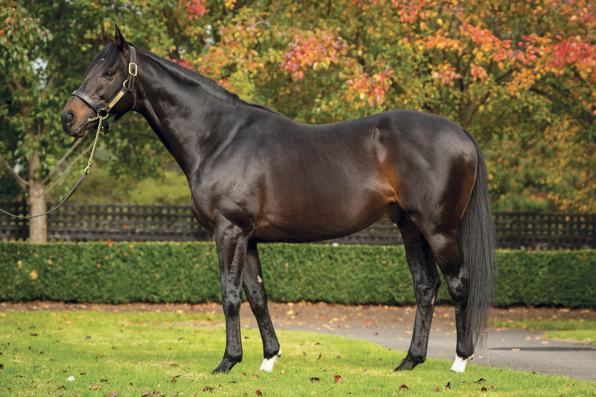 https://www.stallions.com.au/wp-content/uploads/2019/10/FIORENTE_2017-WEB.jpg