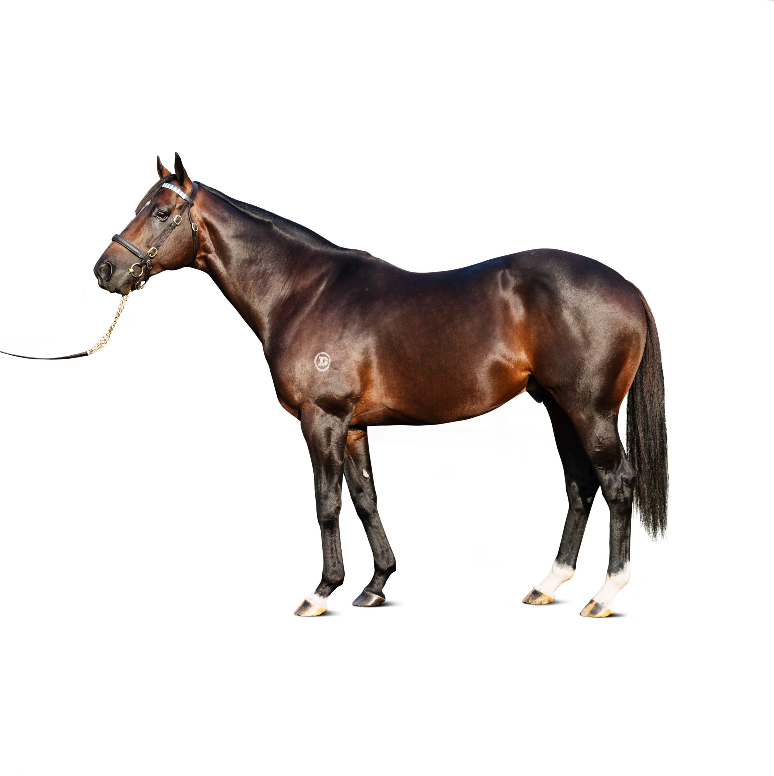 https://www.stallions.com.au/wp-content/uploads/2019/10/Holler_CF_2018_03_02_KP0078-RTe-scaled.jpg