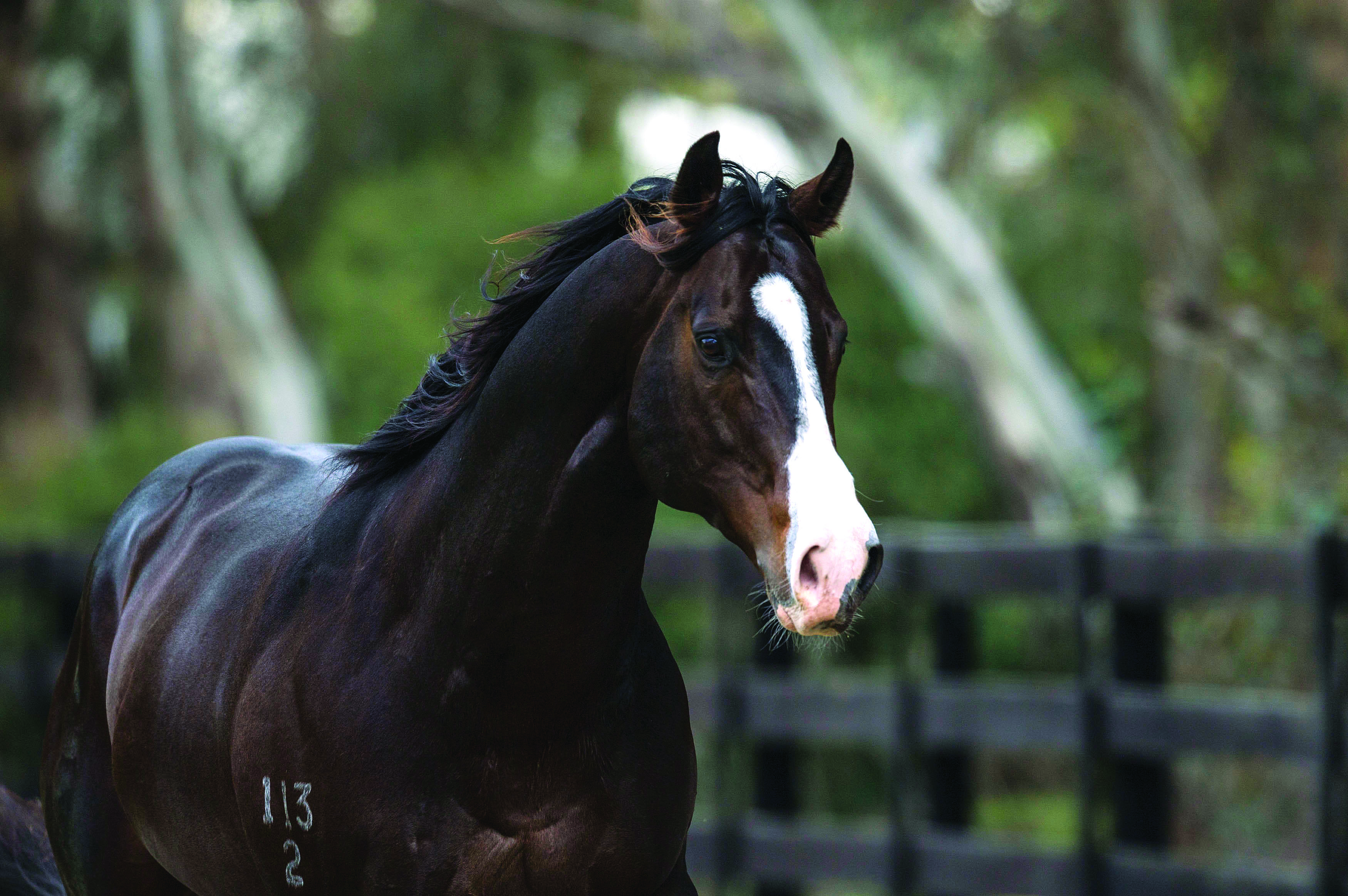 https://www.stallions.com.au/wp-content/uploads/2019/10/OdysseyMoon-10052017-4356_CLIENT.jpg
