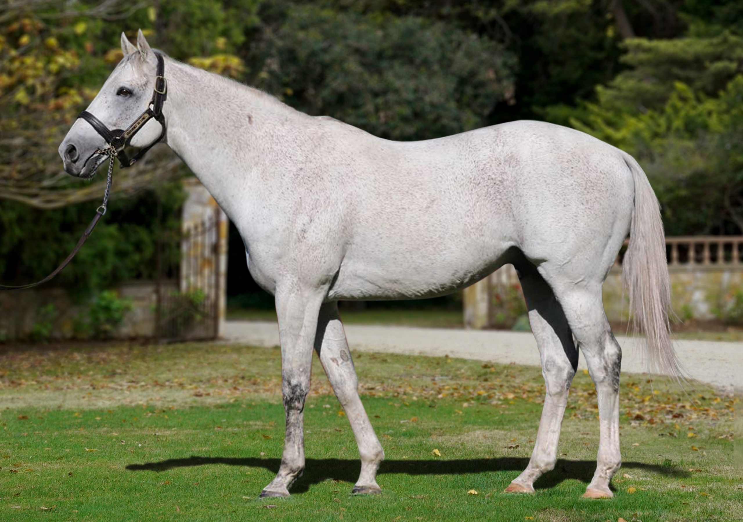 https://www.stallions.com.au/wp-content/uploads/2019/10/Puissance-De-Lune-2021-scaled.jpg