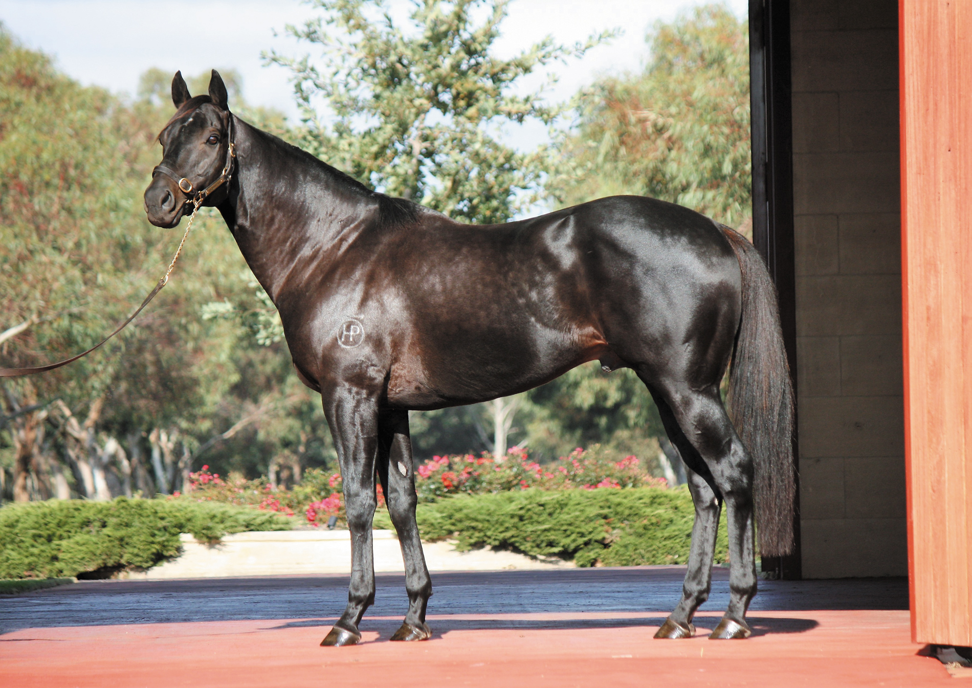 https://www.stallions.com.au/wp-content/uploads/2019/10/Shamus-Award_2019-web.jpg