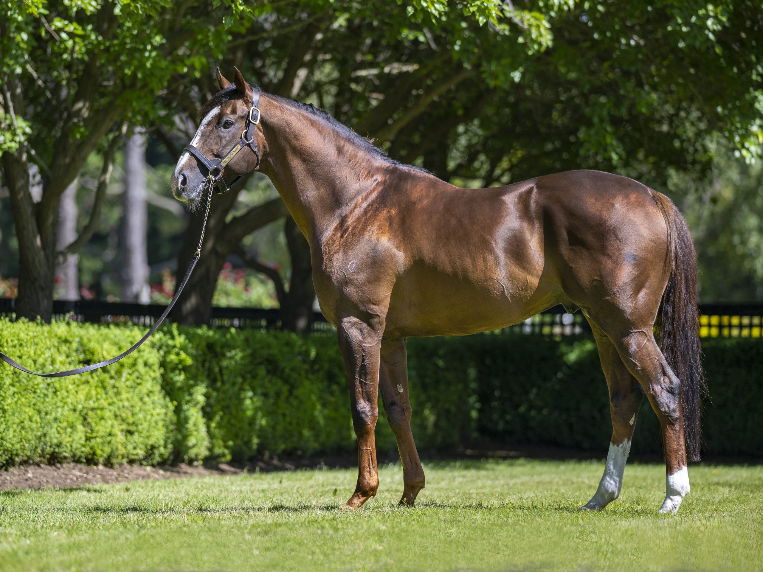 GOLD STANDARD (Sebring x Coniston Gem).  Photo by Bronwen Healy.  The Image is Everything - Bronwen Healy Photography.