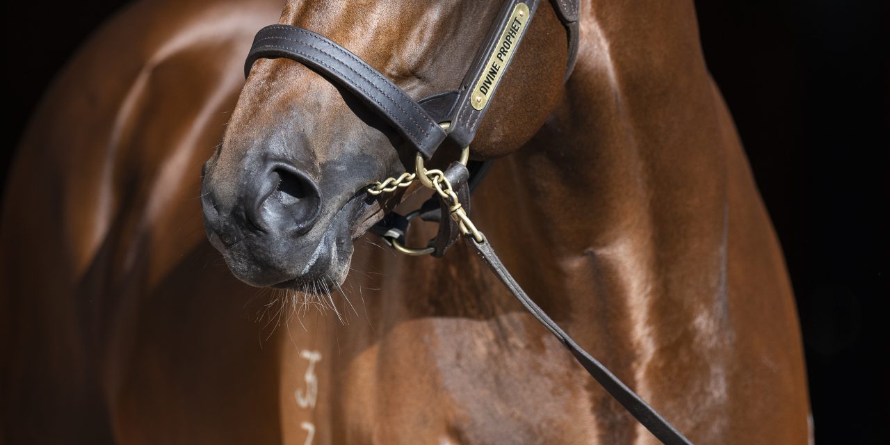 https://www.stallions.com.au/wp-content/uploads/2019/12/2018-09_DivineProphet_Head_Credit-Bronwen-Healy-Photography-1280x640.jpg