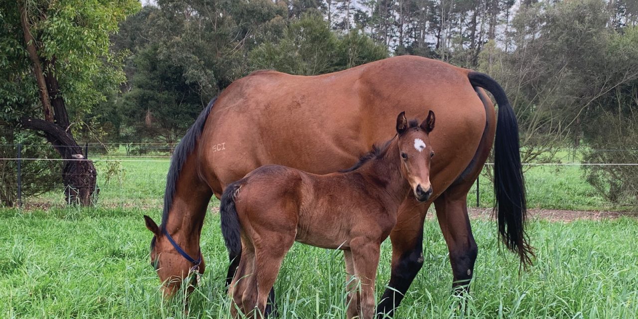 https://www.stallions.com.au/wp-content/uploads/2019/12/Rheinwood_2401-1280x640.jpg