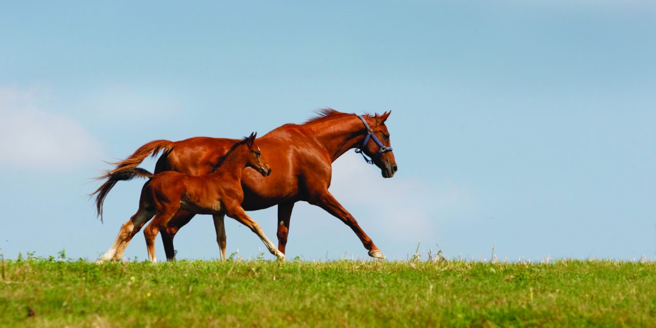 https://www.stallions.com.au/wp-content/uploads/2019/12/runningmarefoal-1280x640.jpg