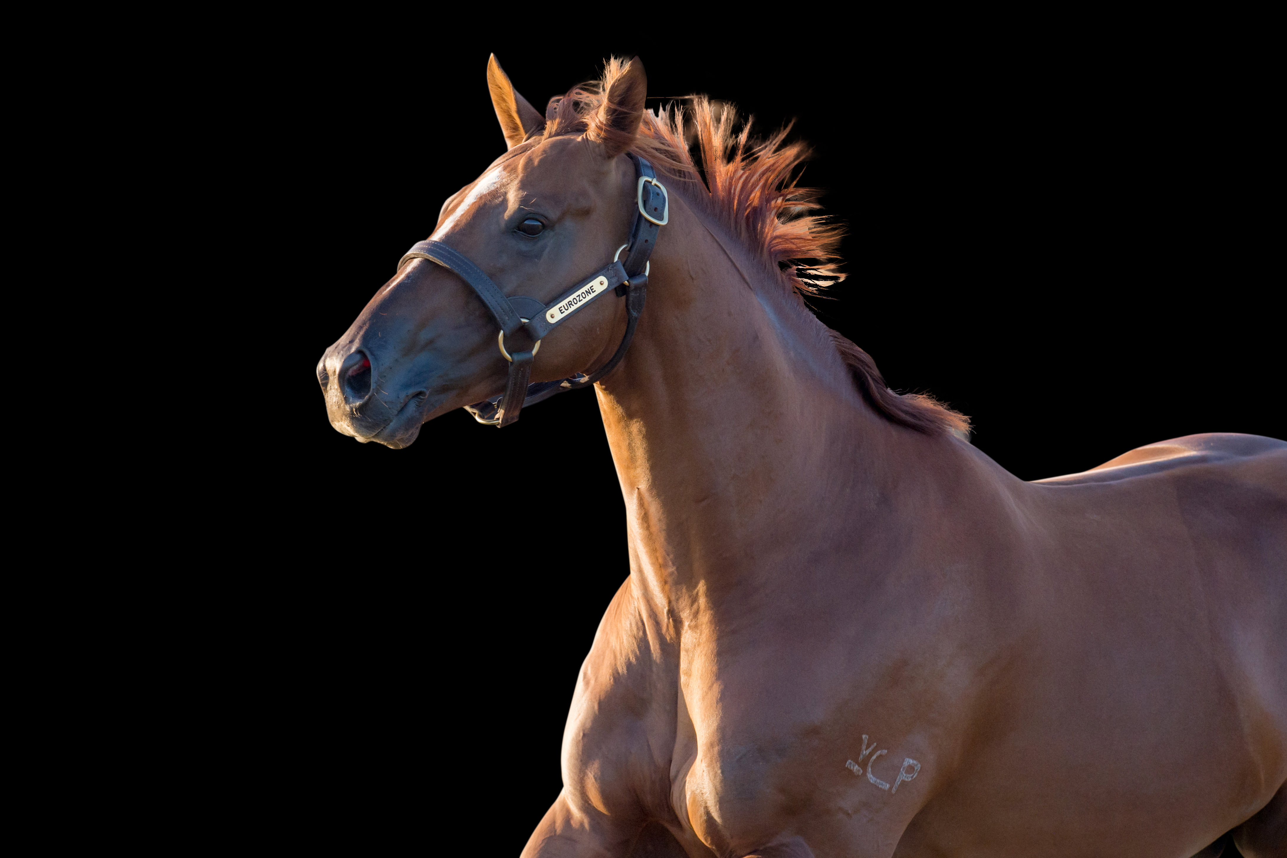 https://www.stallions.com.au/wp-content/uploads/2020/01/Eurozone_13-04-15-Newgate-Farm_136.jpg