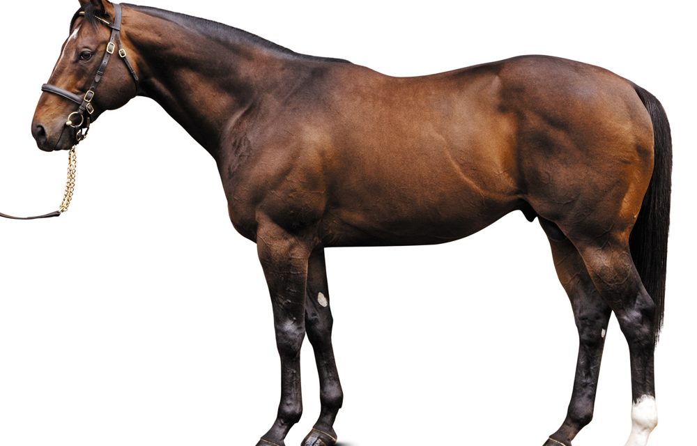 https://www.stallions.com.au/wp-content/uploads/2020/08/Shamardal-1000x640.jpg