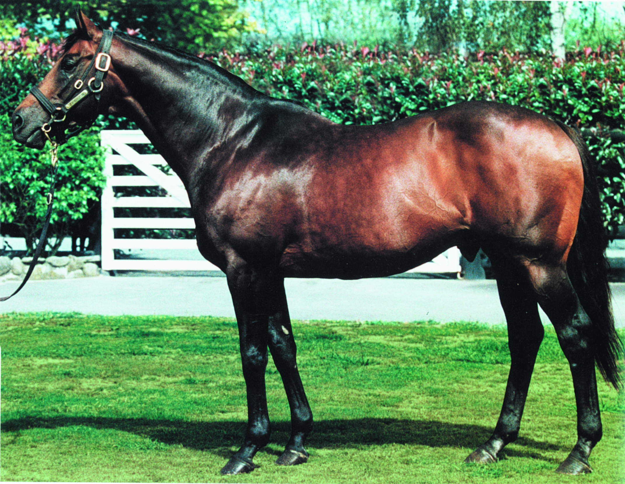 https://www.stallions.com.au/wp-content/uploads/2020/08/Zabeel.jpg