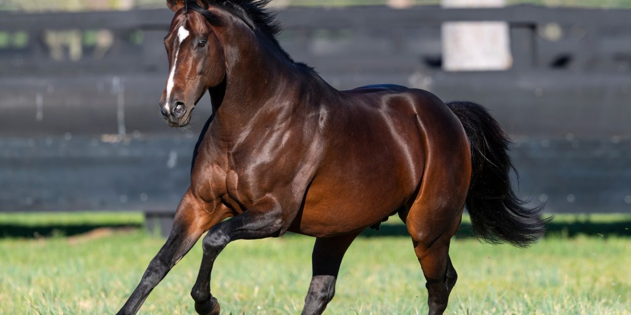 https://www.stallions.com.au/wp-content/uploads/2020/09/Shalaa-Paddock-20190924-7502-2-1280x640.jpg
