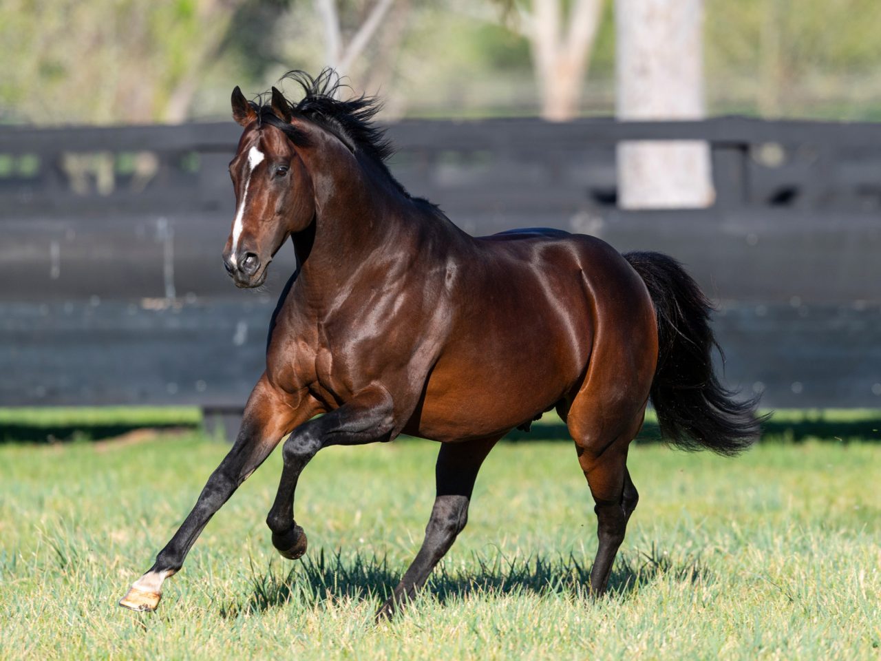 https://www.stallions.com.au/wp-content/uploads/2020/09/Shalaa-Paddock-20190924-7502-2-1280x960.jpg