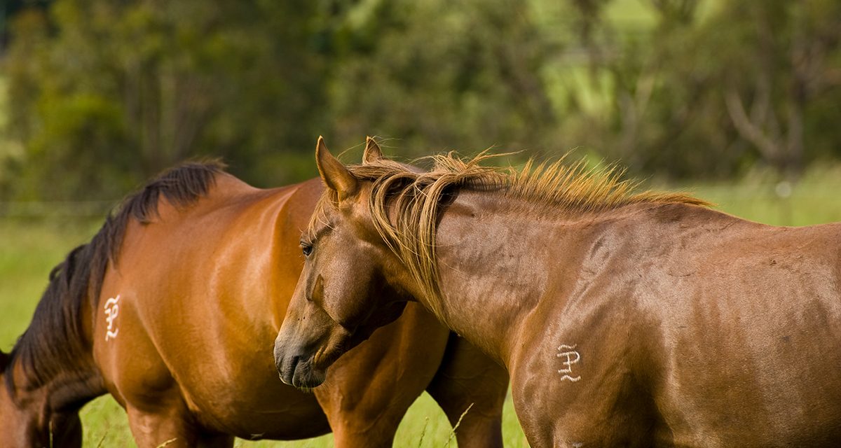 https://www.stallions.com.au/wp-content/uploads/2020/12/EP_20081029_220-1200x640.jpg
