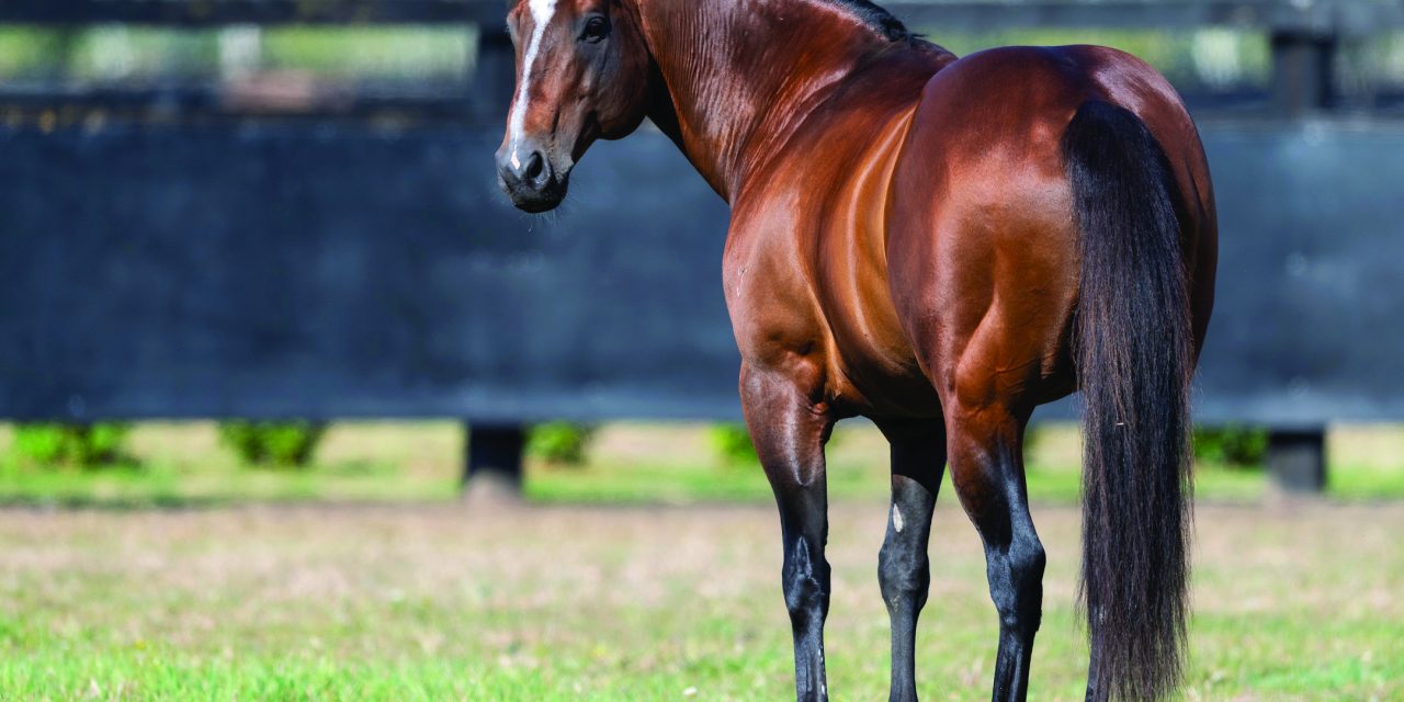 https://www.stallions.com.au/wp-content/uploads/2020/12/MAIN-PIC_Snitzel-Paddock-09252018-4934-1280x640.jpg