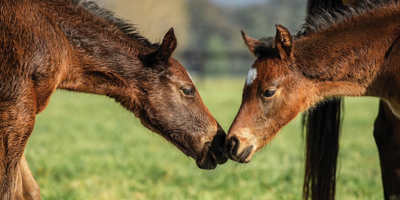 https://www.stallions.com.au/wp-content/uploads/2021/01/3U6A7413-1-Foals-1280x640.jpg