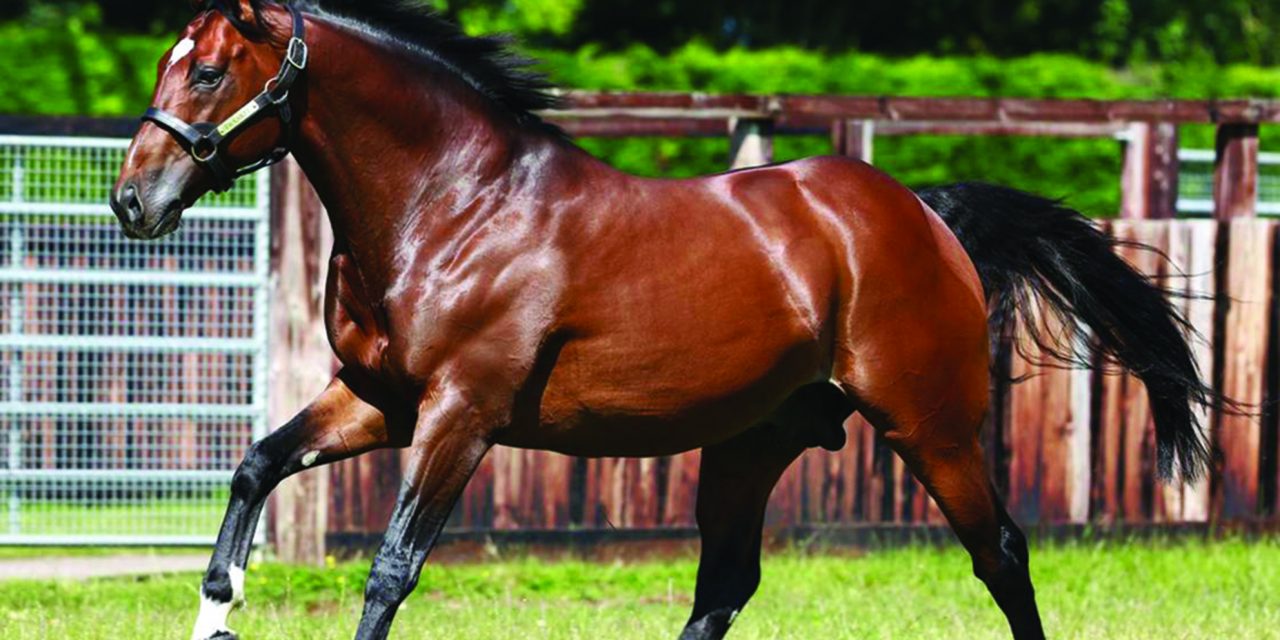 https://www.stallions.com.au/wp-content/uploads/2021/01/Frankel2-1280x640.jpg