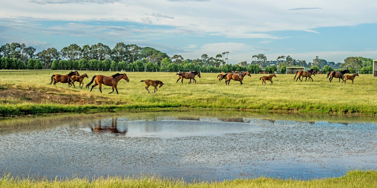 https://www.stallions.com.au/wp-content/uploads/2021/01/Mares-Foals-Dam-Nov2020-1280x640.jpg