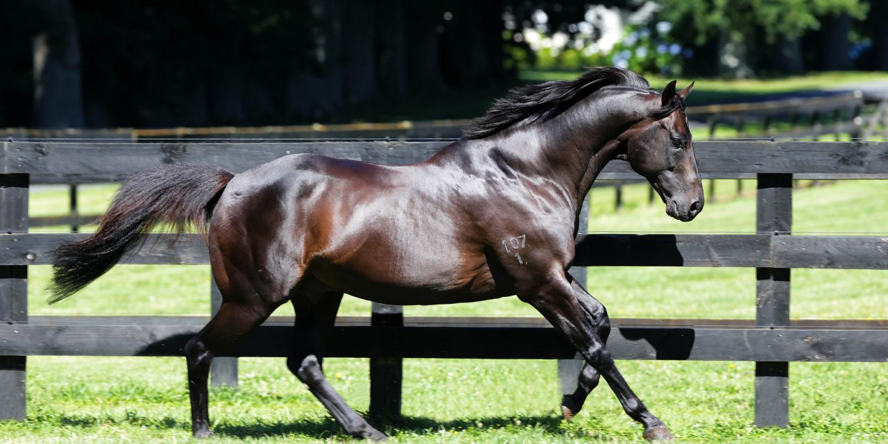 https://www.stallions.com.au/wp-content/uploads/2021/01/Savabeel-paddock-shot-1280x640.jpg