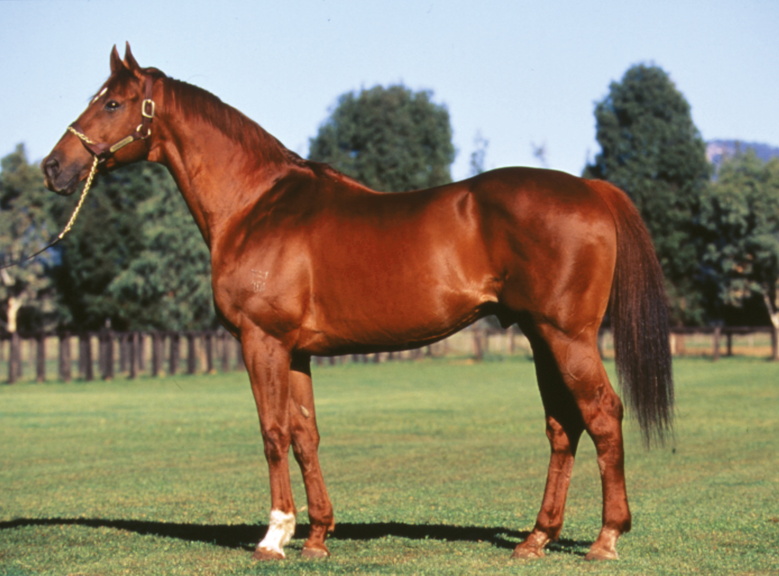 https://www.stallions.com.au/wp-content/uploads/2021/01/marscay-posed.jpg