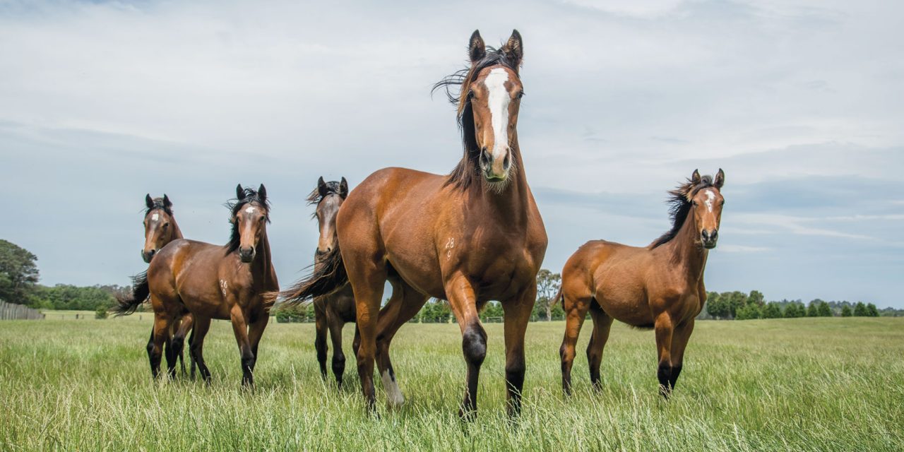https://www.stallions.com.au/wp-content/uploads/2021/03/Easter-Fillies-growing-out-at-Lime-Country-1280x640.jpg