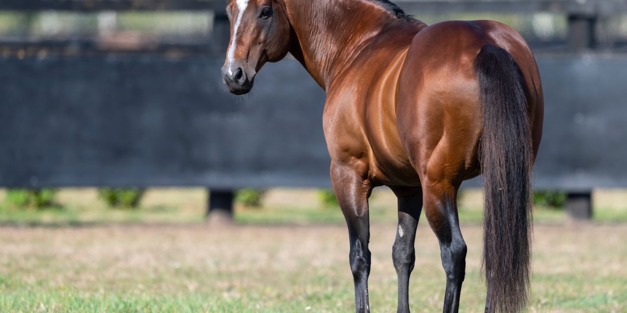 https://www.stallions.com.au/wp-content/uploads/2021/03/Snitzel-Paddock-09252018-4934-1280x640.jpg