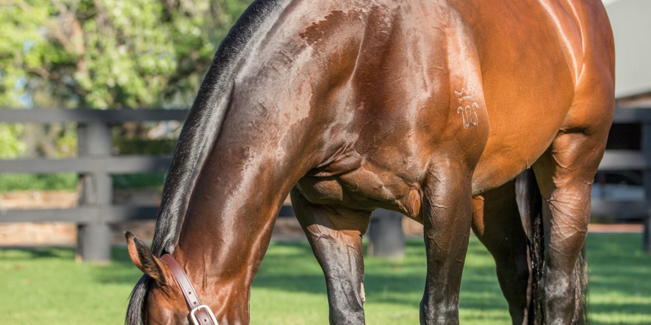 https://www.stallions.com.au/wp-content/uploads/2021/03/USE_I-Am-Invincible_casual-1280x640.jpg