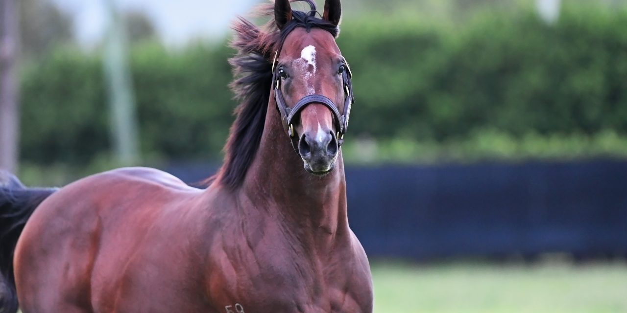 https://www.stallions.com.au/wp-content/uploads/2021/04/YesYesYes_Coolmore_35-1280x640.jpg