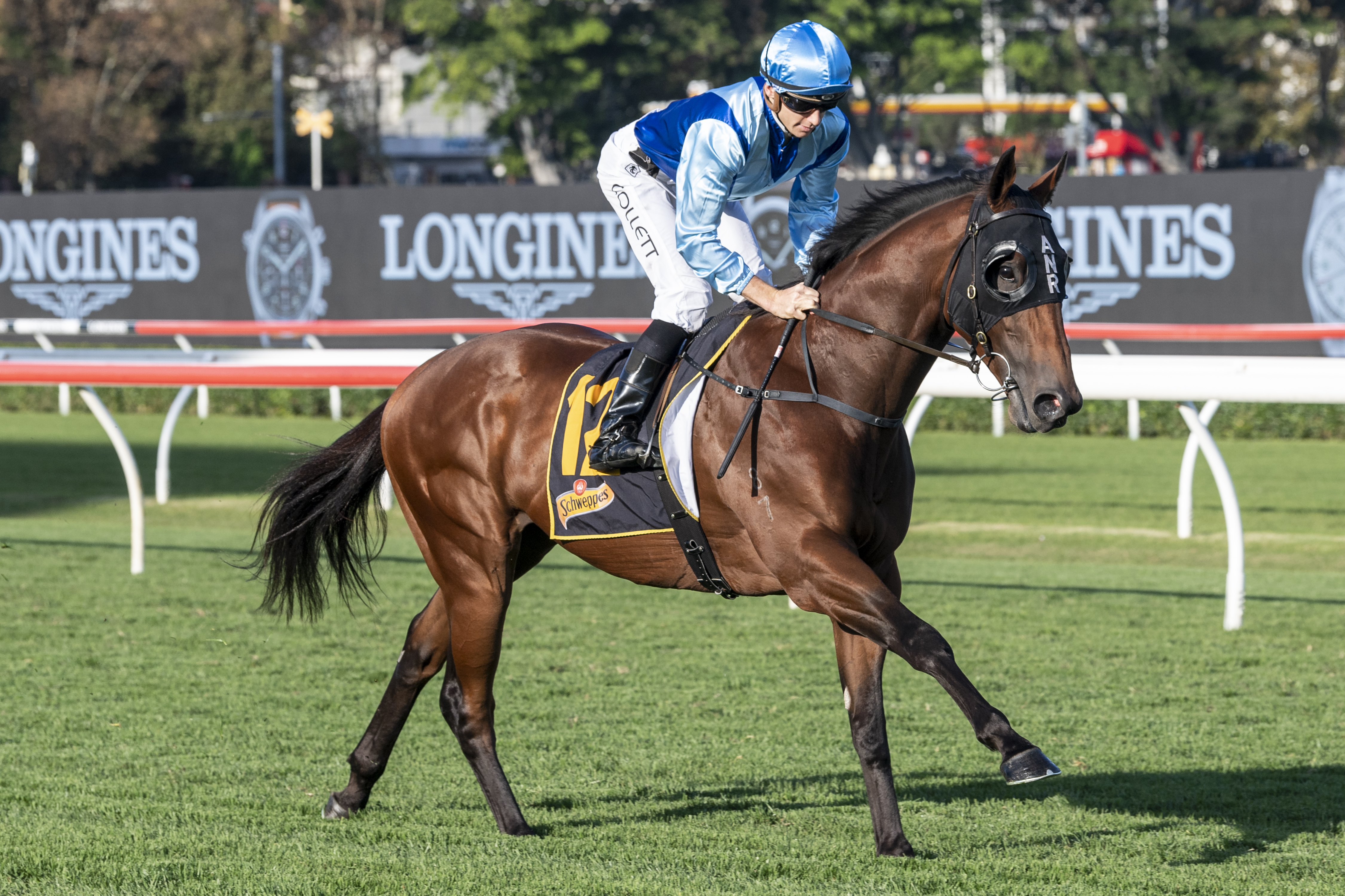 Prague ridden by Jason Collett cantering at Royal Randwick prior to the running of the (G1)All Aged Stakes.
Photo Credit: Darren Tindale - The Image is Everything
© The Image is Everything - Bronwen Healy Photography