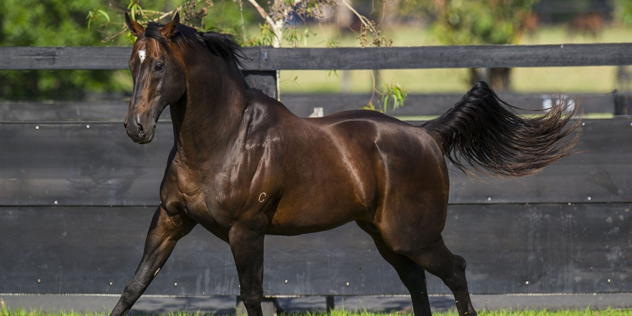 https://www.stallions.com.au/wp-content/uploads/2021/09/RedoutesChoice-12072012-2741-1280x640.jpg