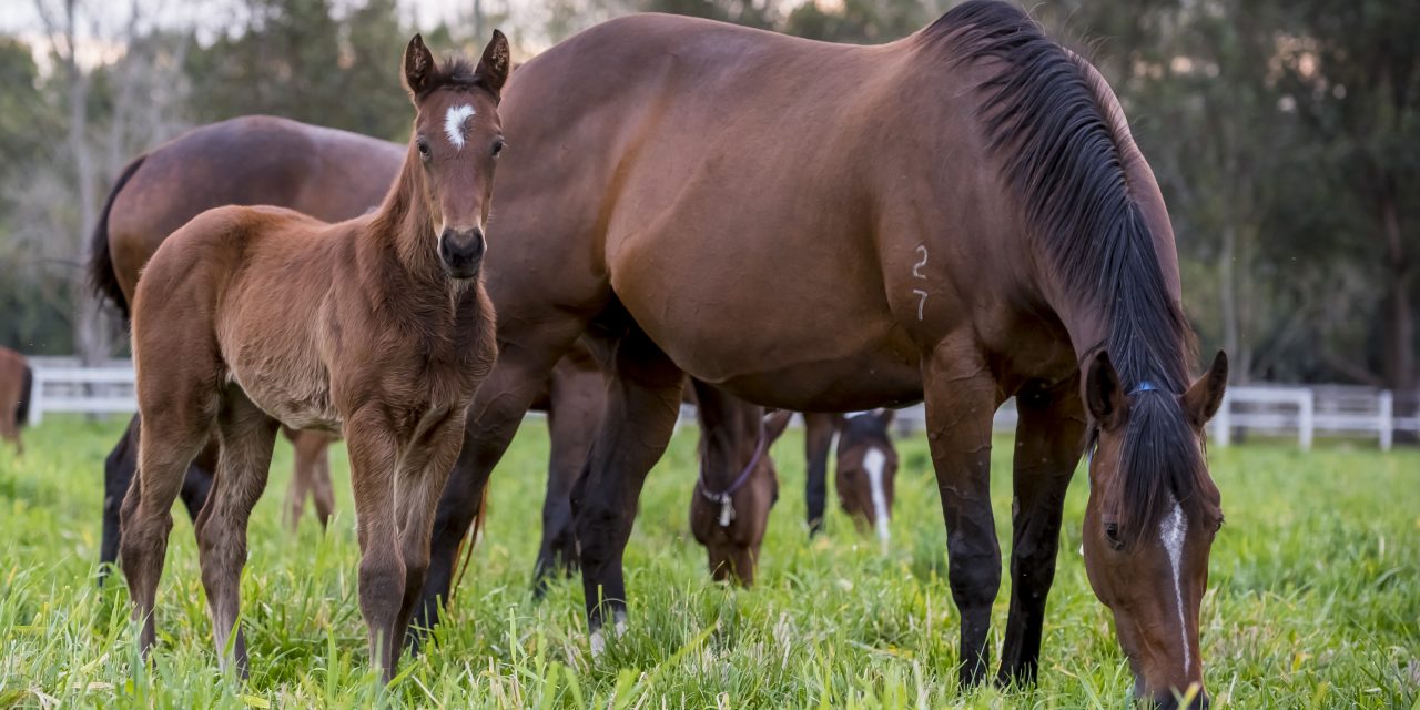 https://www.stallions.com.au/wp-content/uploads/2022/01/DSC1649-1280x640.jpg
