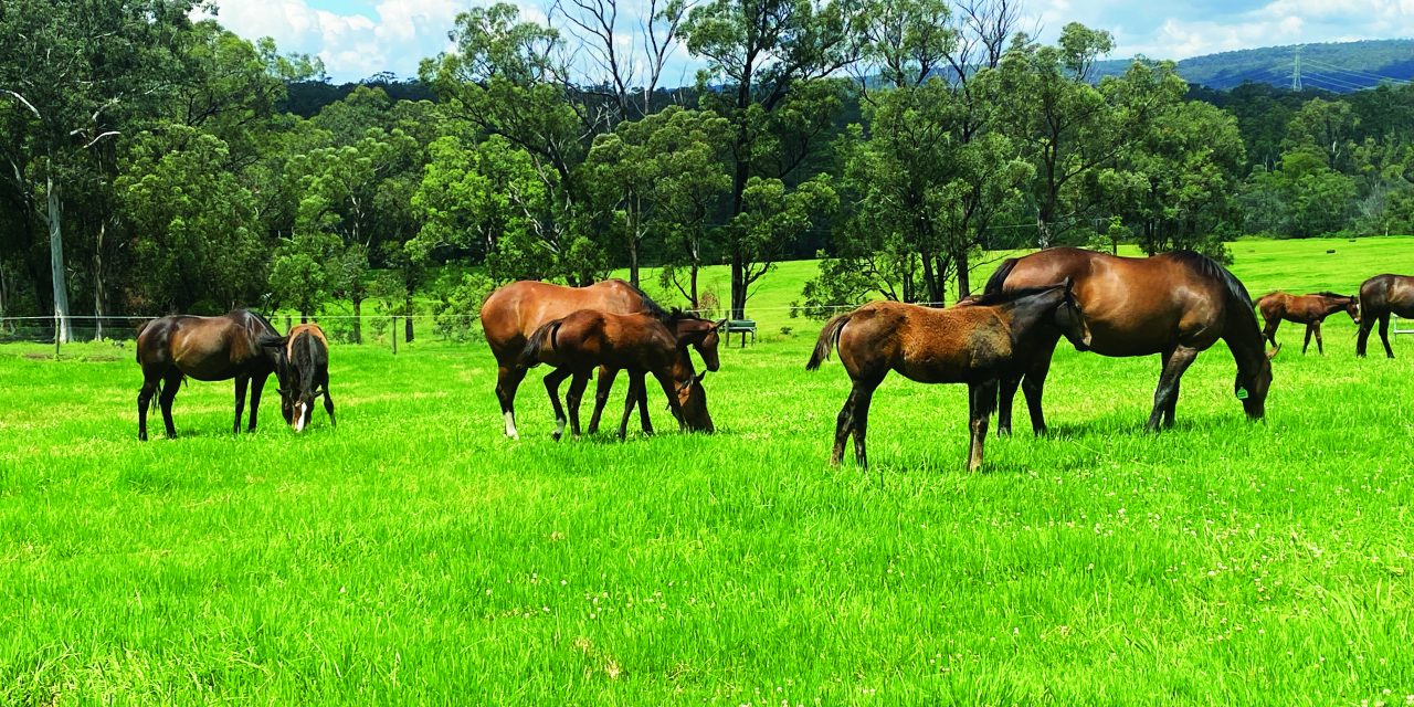 https://www.stallions.com.au/wp-content/uploads/2022/01/IMG_3639-1280x640.jpg