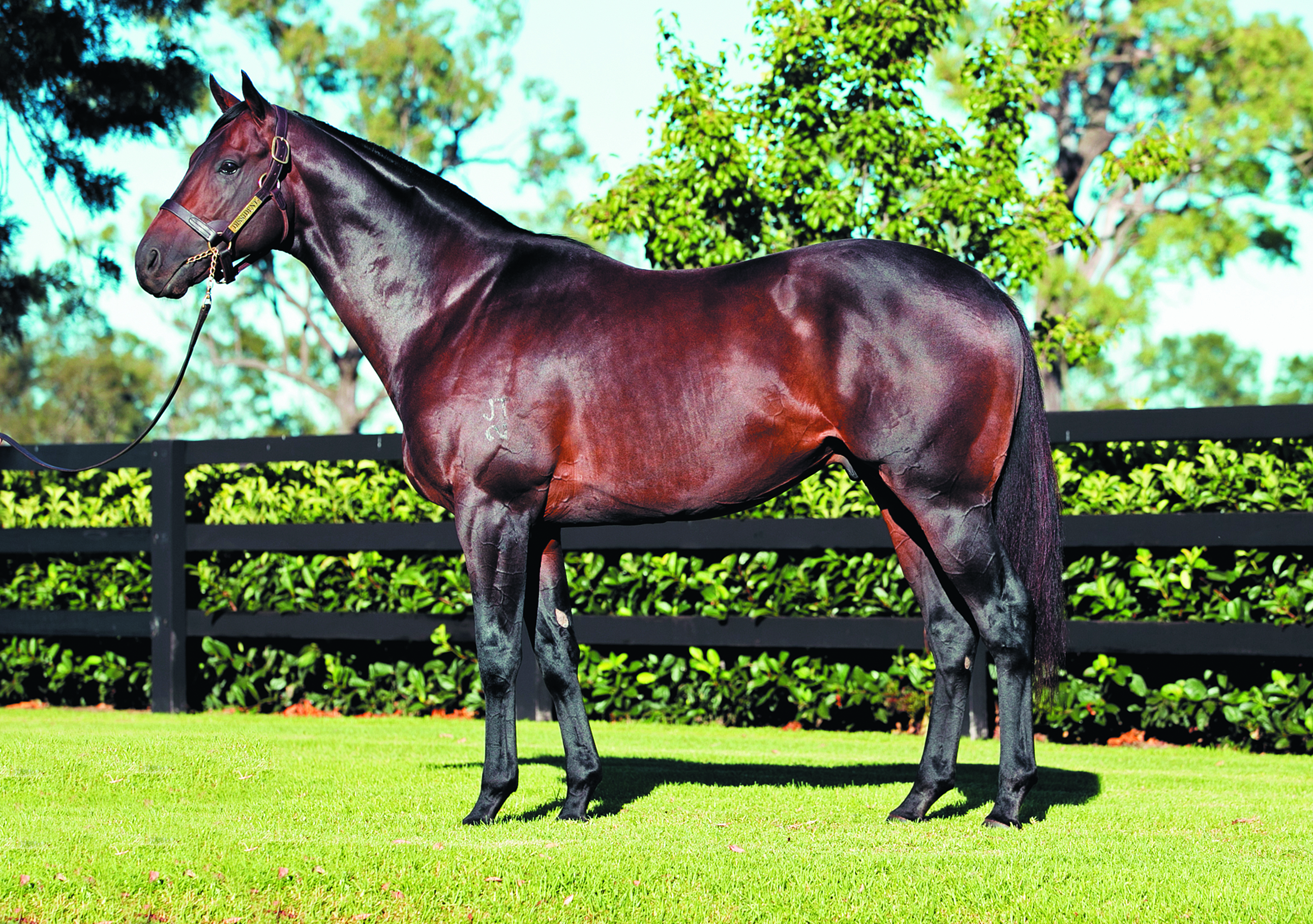 https://www.stallions.com.au/wp-content/uploads/2022/03/Dissident_2016.jpg