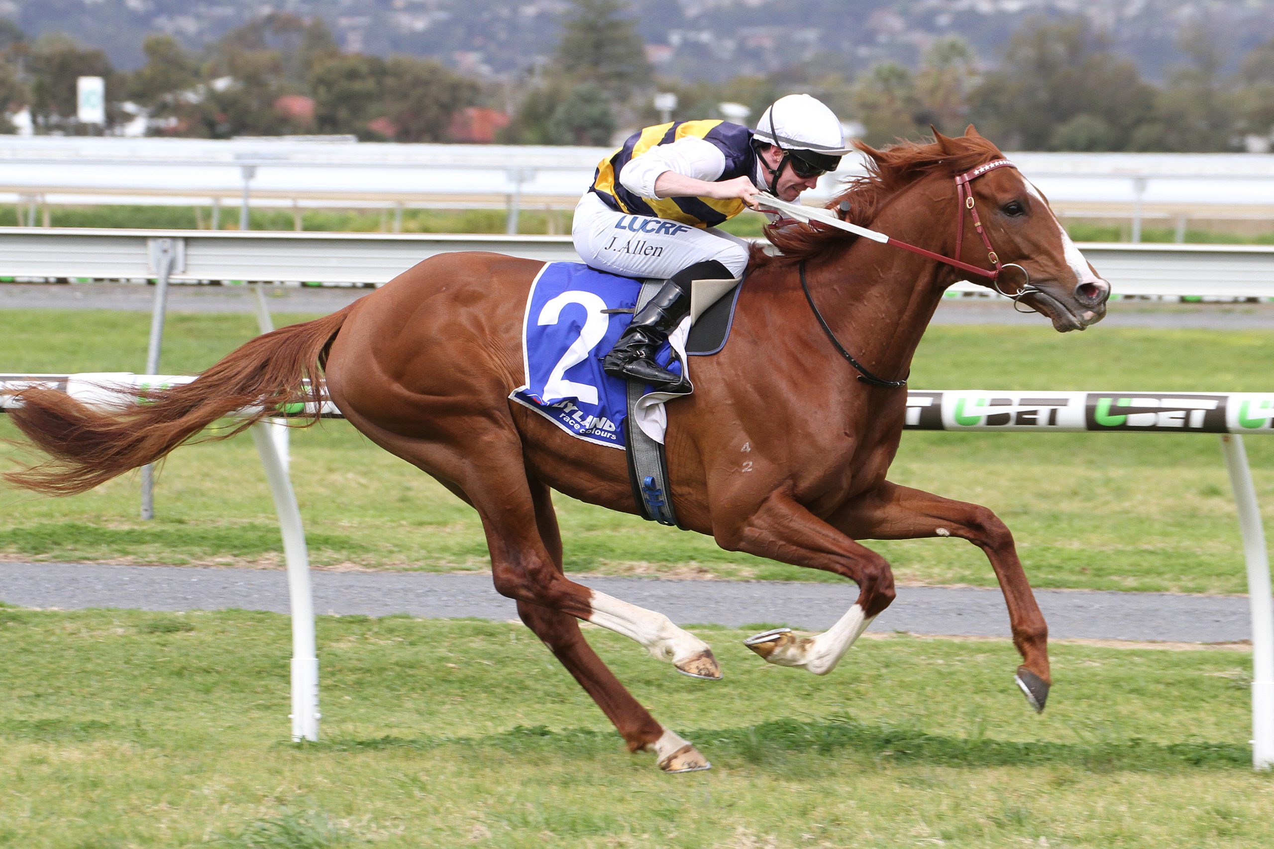 Gold Digger (horse) - American Classic Pedigrees