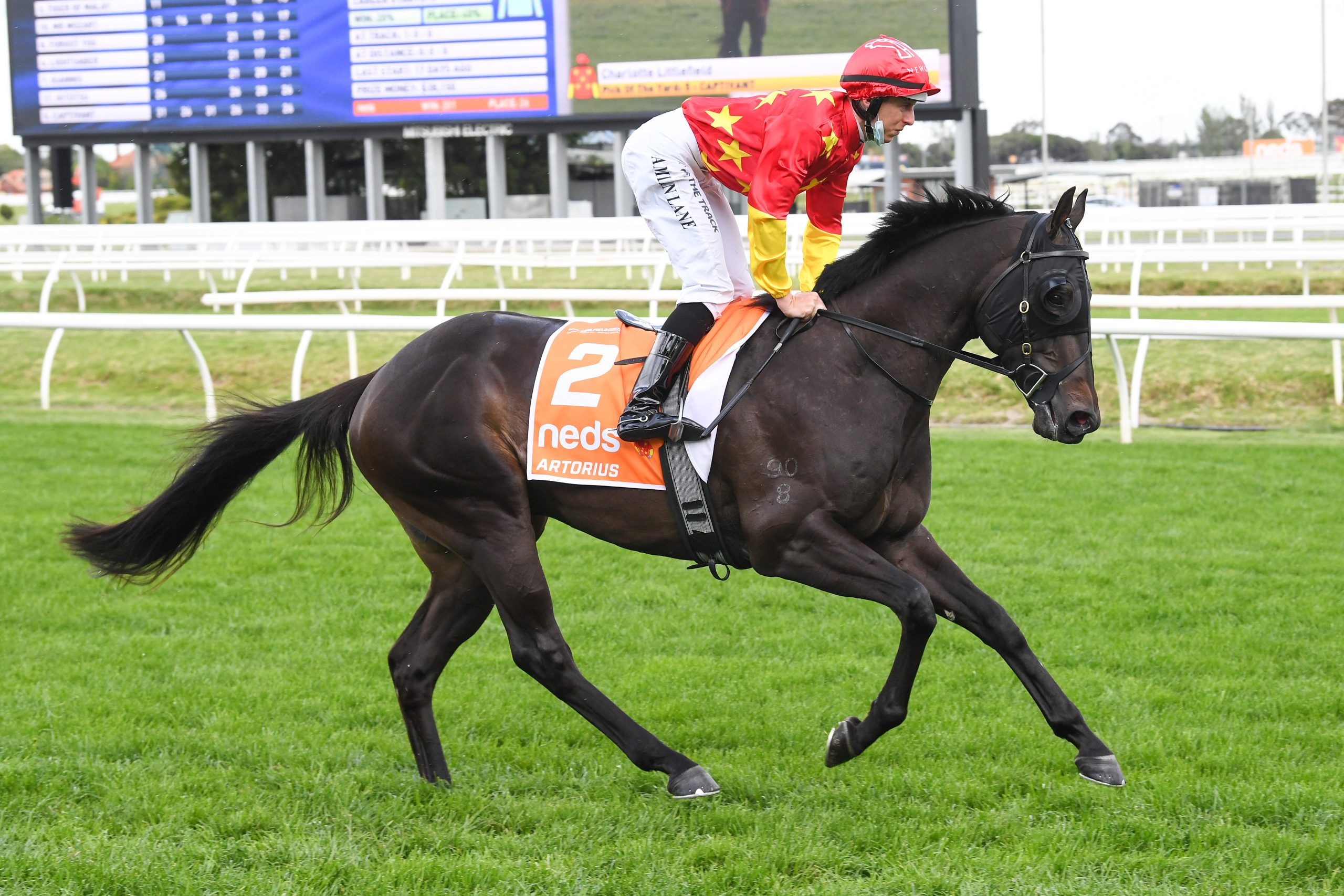 Artorius ridden by Damian Lane on the way to the barriers prior to the running of the Neds Caulfield Guineas at Caulfield Racecourse on October 09, 2021 in Caulfield, Australia. (Scott Barbour/Racing Photos)