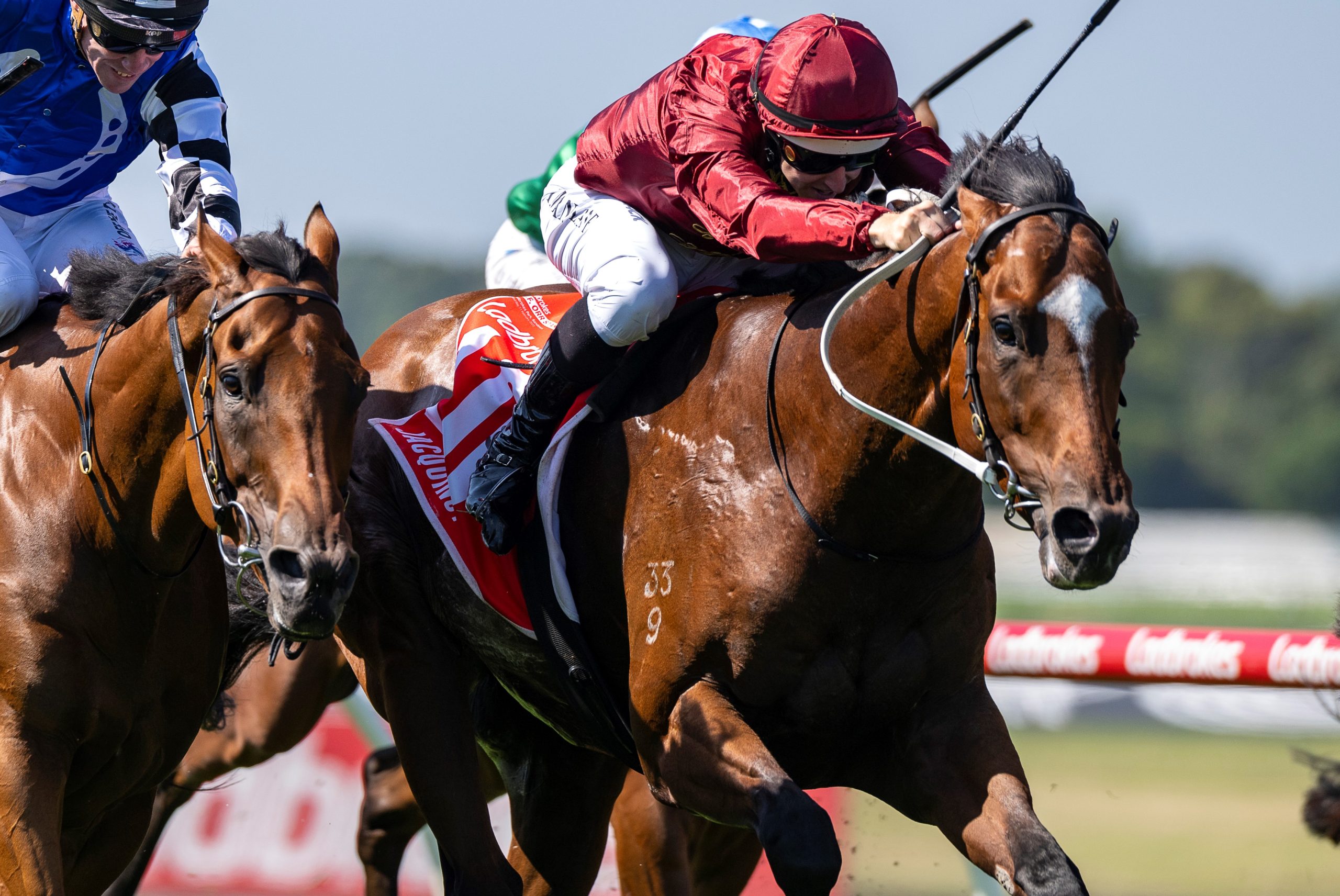 JACQUINOT (Rubick x Ponterro) battles to the line in the G1 CF Orr Stakes to finish a short half head second after receiving interference from Gentleman Roy.  The protest was UPHELD, handing the race to Jacquinot.  Ridden by Damian Lane.  Photo by Bronwen Healy.  The Image is Everything - Bronwen Healy Photography.