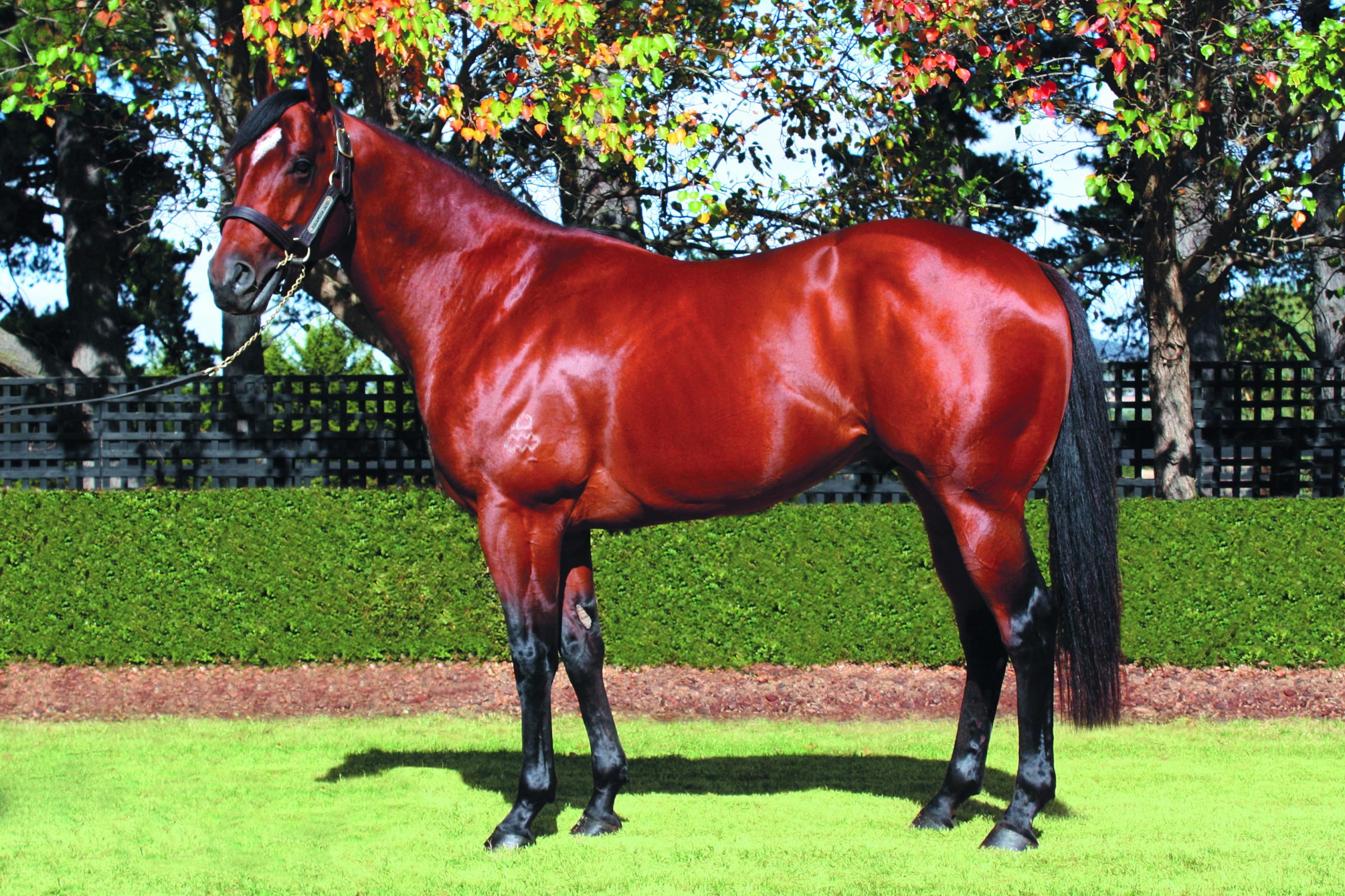 https://www.stallions.com.au/wp-content/uploads/2023/08/Squamosa_2015-scaled.jpg