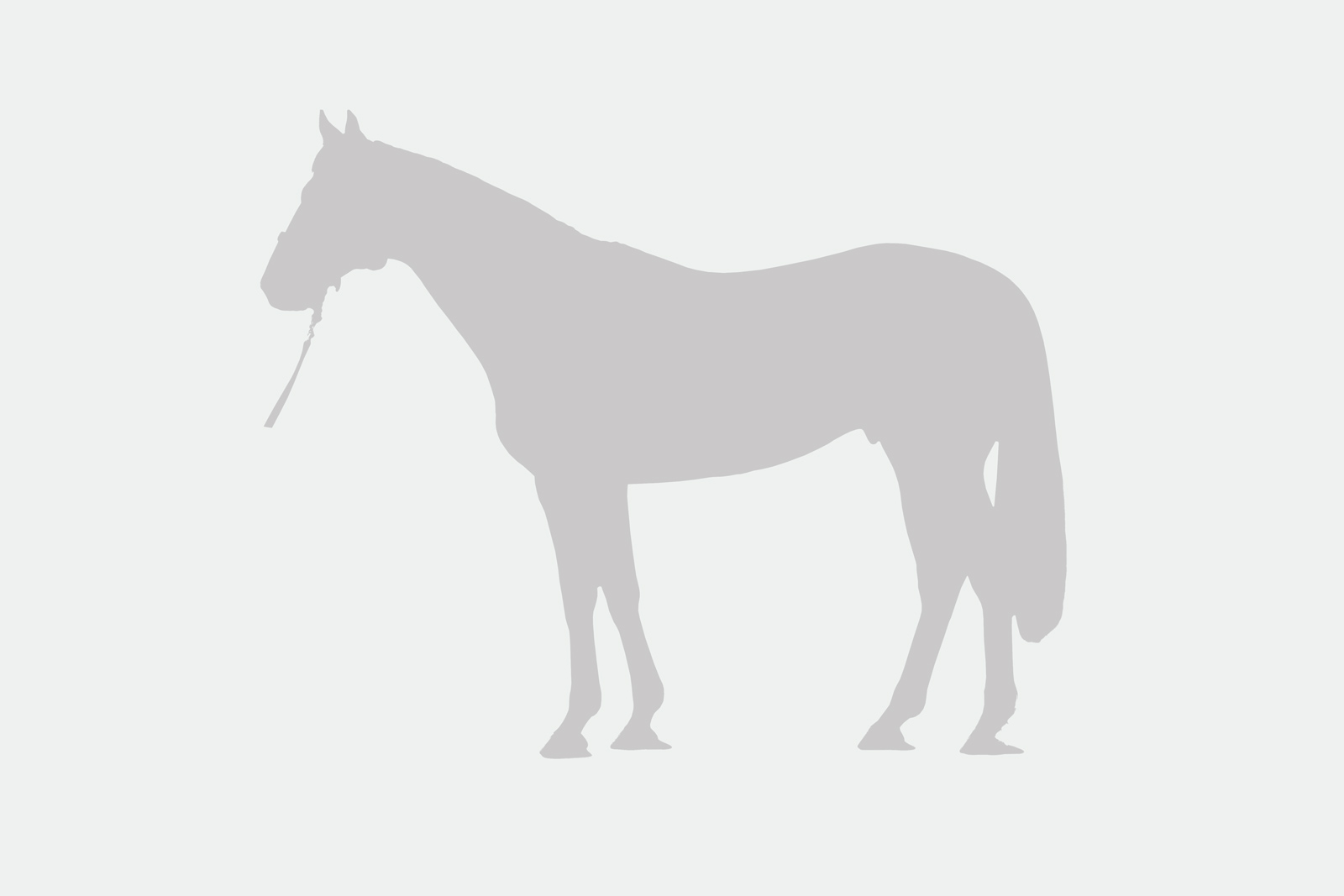 https://www.stallions.com.au/wp-content/uploads/2024/05/holder-stallion.jpg